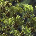 Fraxinus excelsior